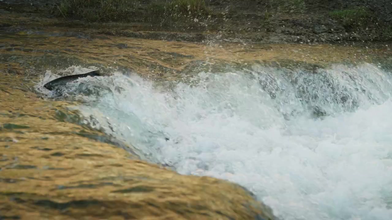Un salmone migratore schizza vigorosamente mentre cerca di saltare oltre una sporgenza di cascata. Schiuma bianca e goccioline d'acqua sono catturate a mezz'aria durante questa lotta di fine pomeriggio.