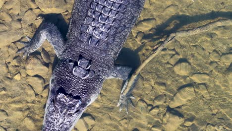 Drone footage captures a saltwater crocodile in shallow water, highlighting its scales and natural habitat in Port Douglas