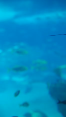 graceful manta ray swimming in blue waters