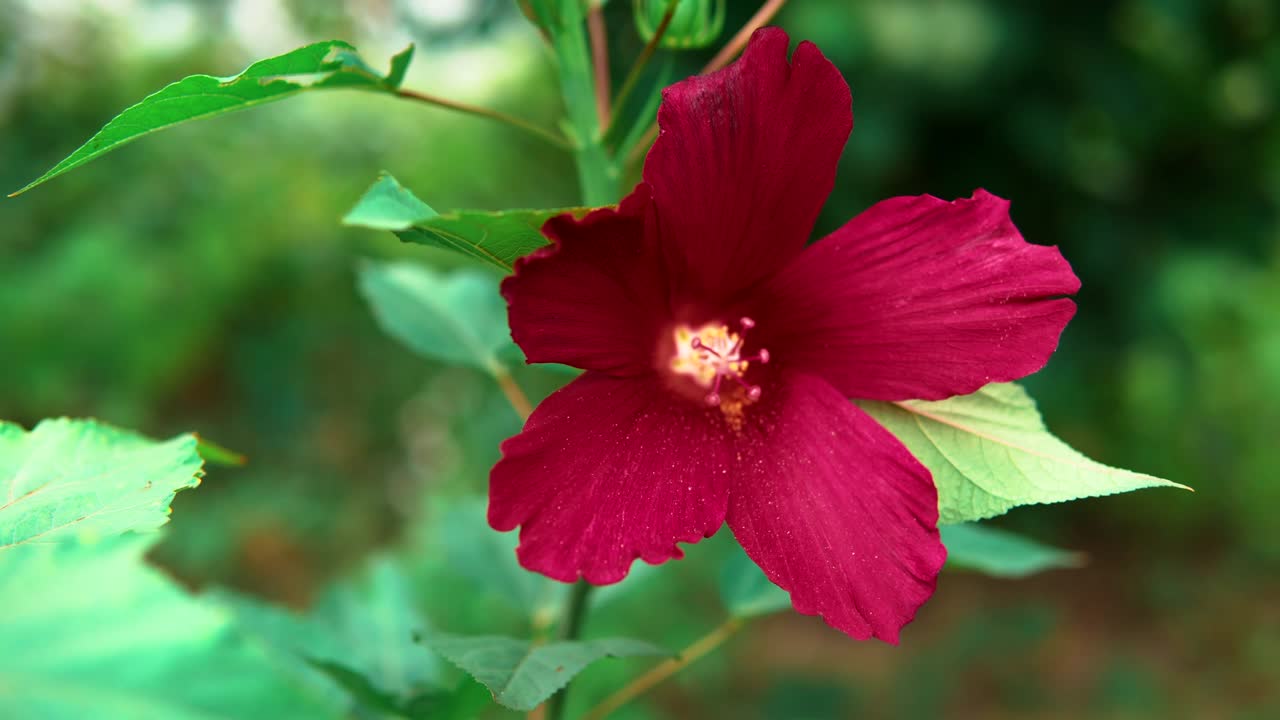 hibisco herbáceo em close-up. uma flor sobre um fundo verde. bela flor branca. flores e folhas. exótico