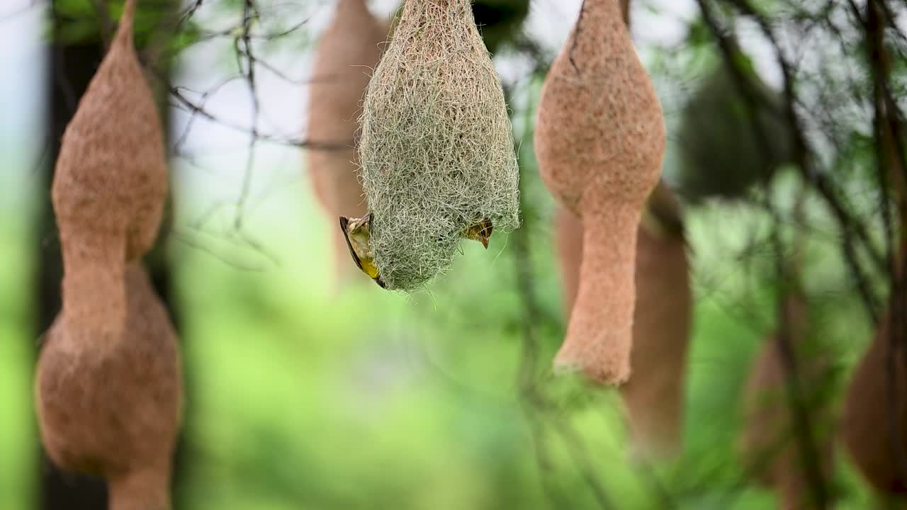 Bright weaver constructs grass nest as mate peers within