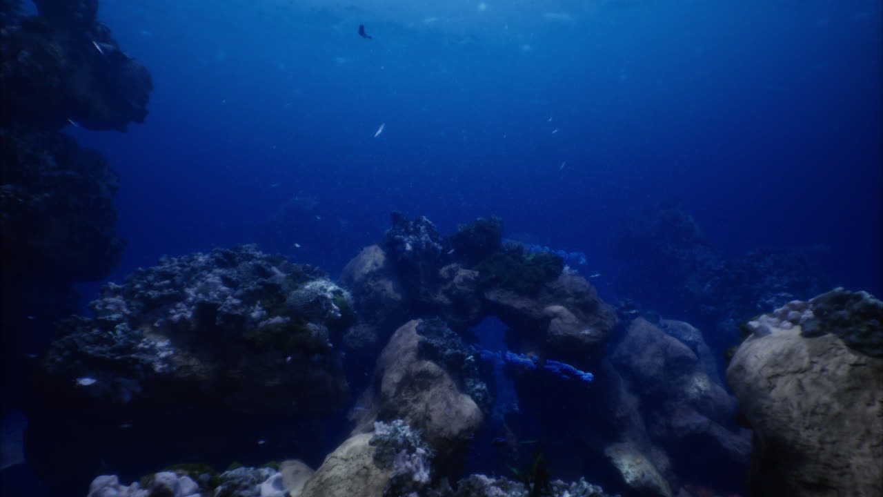 Exploring the vibrant underwater world of a tropical reef ecosystem