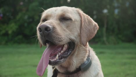 yellow labrador retriever sitting with tounge out after playing