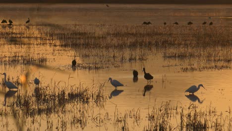 egrets and ibis birds on rice field at dawn