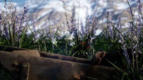 Lavender-field-with-blue-sky-and-mountain-cover-with-snow