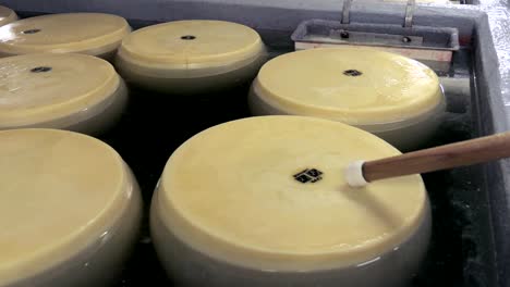 showing seal, sign, stamp on parmesan cheese ripening in brine