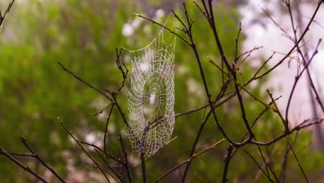 spider web on tree brunches with green backround