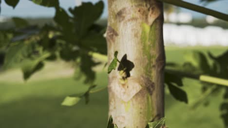 primer plano de las hojas de papaya carica en un día de viento en puerto rico centrándose en una hoja en crecimiento en el extremo