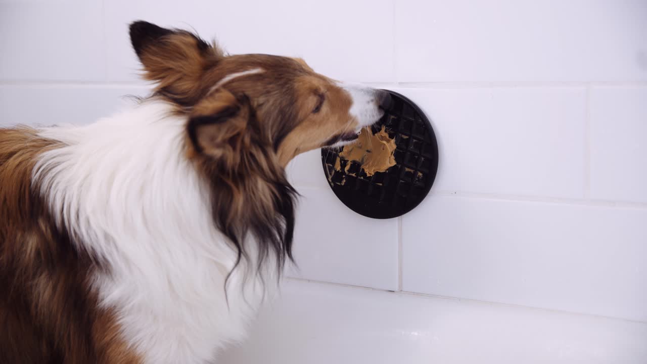Ein schöner Shetland Sheepdog leckt einen an der Wand befestigten Teller mit klebrigem Essen darauf.