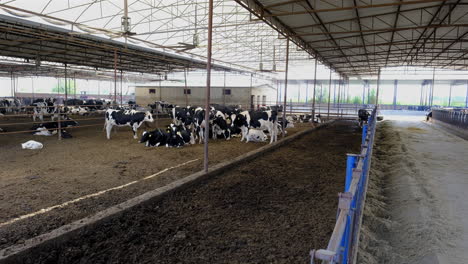dairy cows in a modern barn