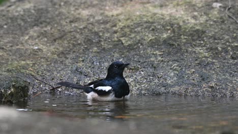 a male individual bathing in a birdbath in the forest, oriental magpie-robin copsychus saularis, thailand