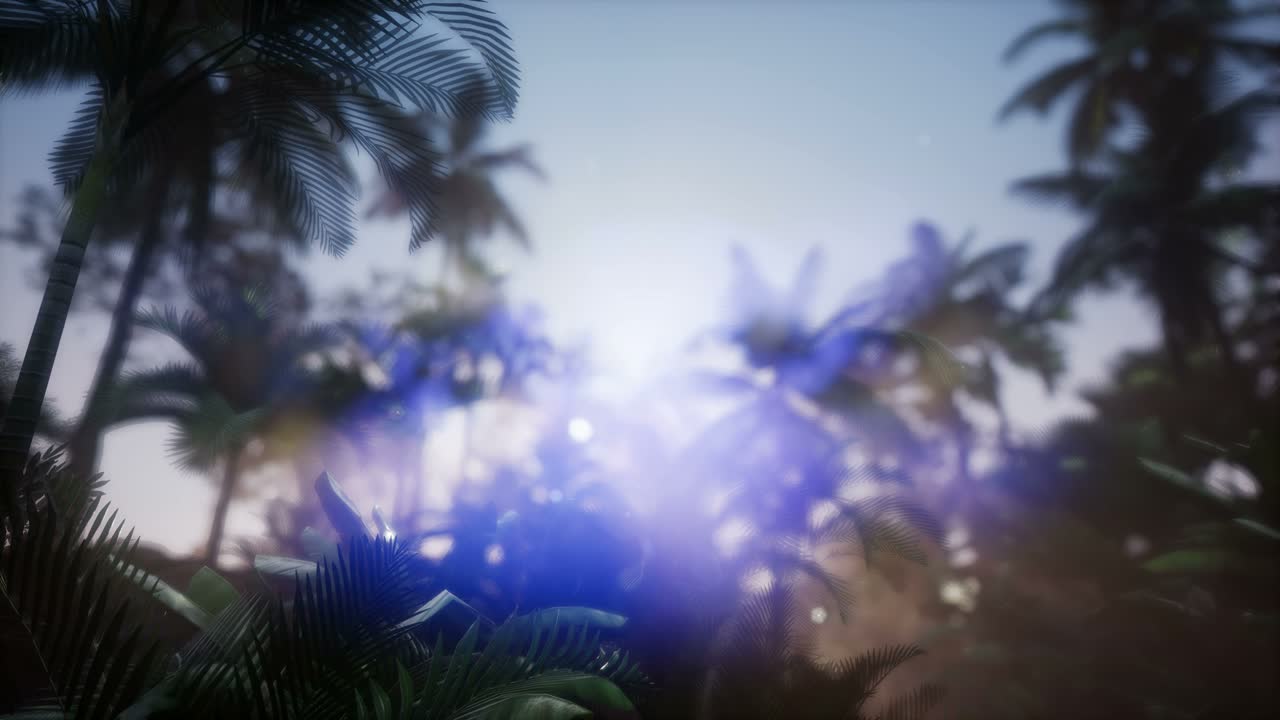 los rayos del atardecer a través de las palmeras