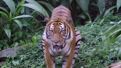 malayan tiger sticking its tongue out and looking directly at camera