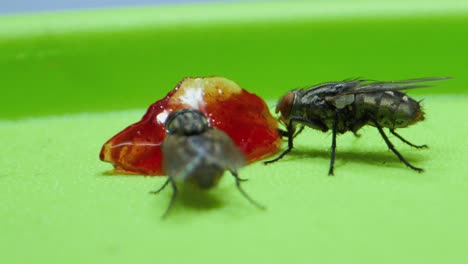 las moscas chupan mermelada con una micro lente de primer plano extremo.