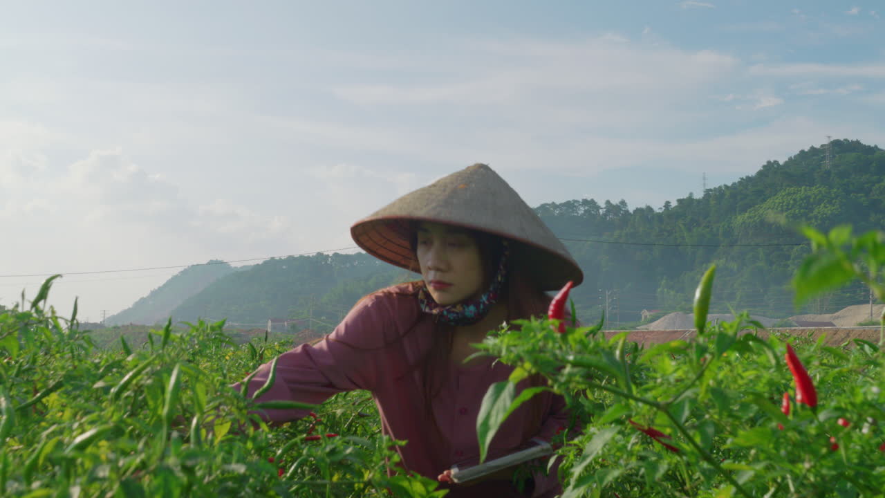Vietnamese Woman Farmer Using Tablet in Chilli Field
