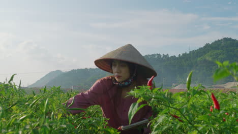 vietnamese woman farmer using tablet in chilli field