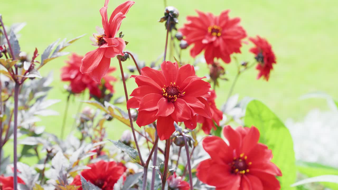 Vivid red flowers gently move in a sunlit garden, surrounded by green foliage. Soft natural lighting and subtle camera movement create a tranquil, uplifting mood