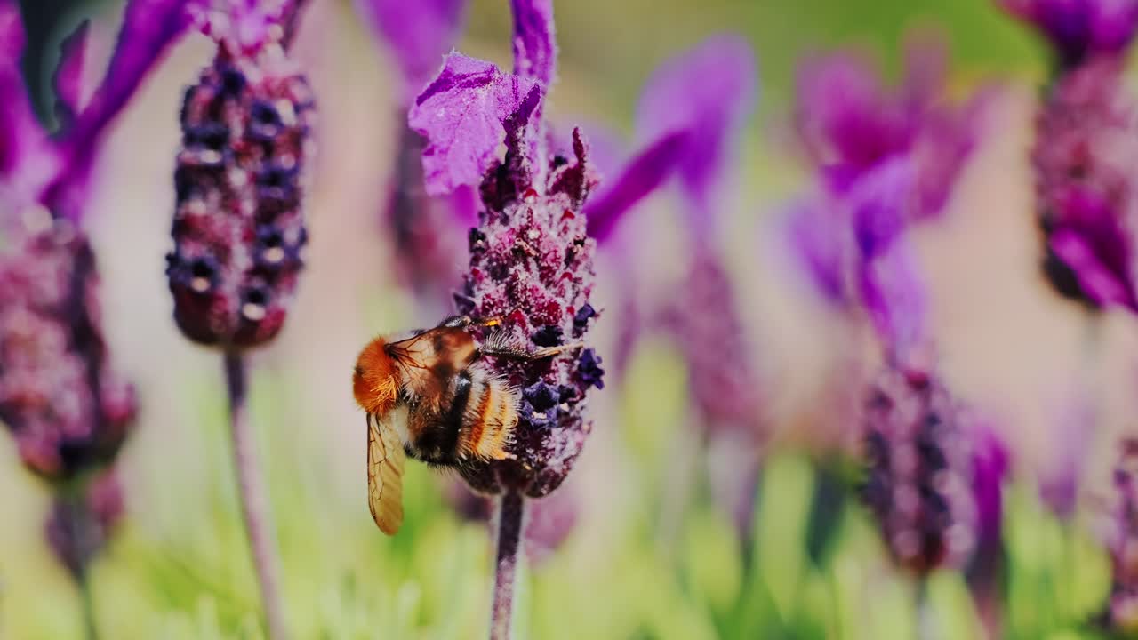 Bumblebee feeds on blooming French lavender Lavandula stoechas, summer, France