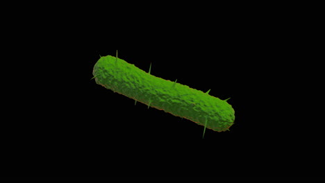 bacteria representation