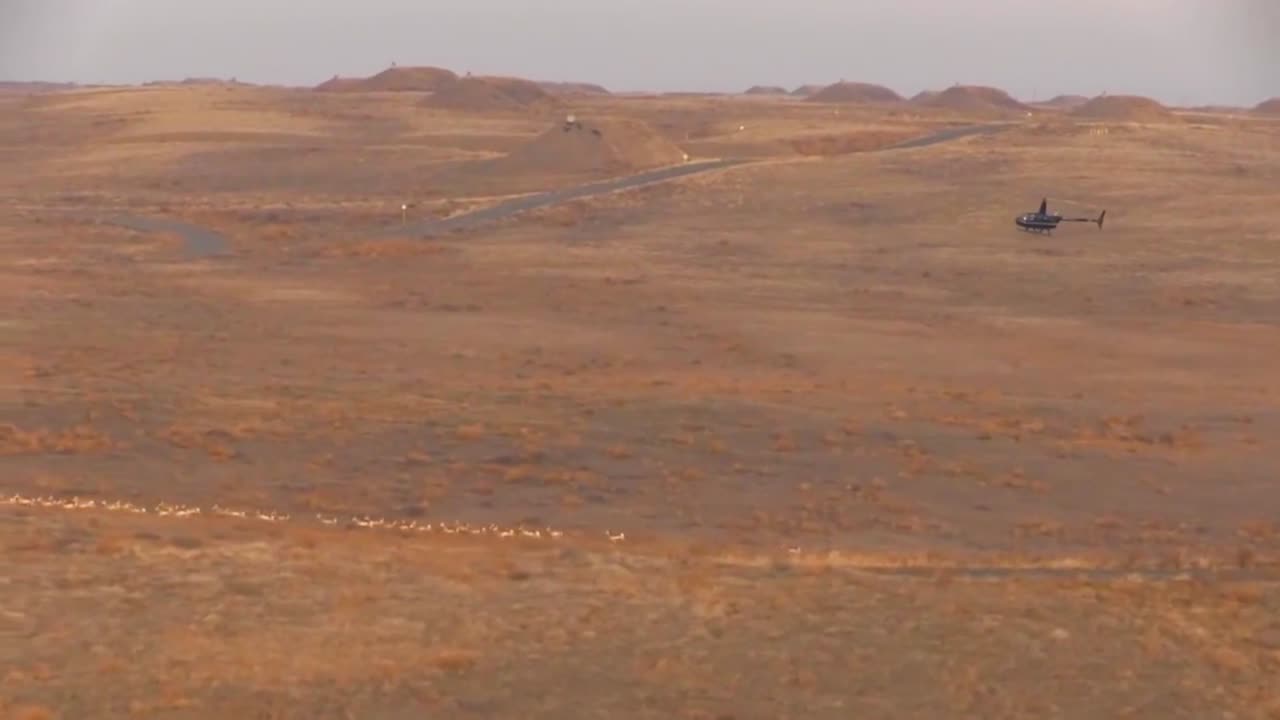 헬리콥터로 모이는 가지뿔영양