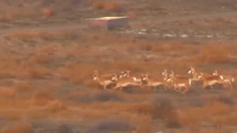 pronghorn antelope being herded by helicopter