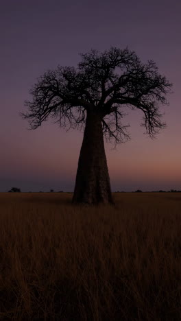 baobab tree silhouette at sunset