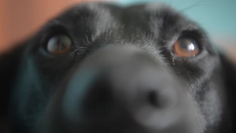 Perro-De-Raza-Mixta-Collie-Labrador-Negro-Mirando-Con-Sus-Ojos-Tristes-Buscando-La-Cena