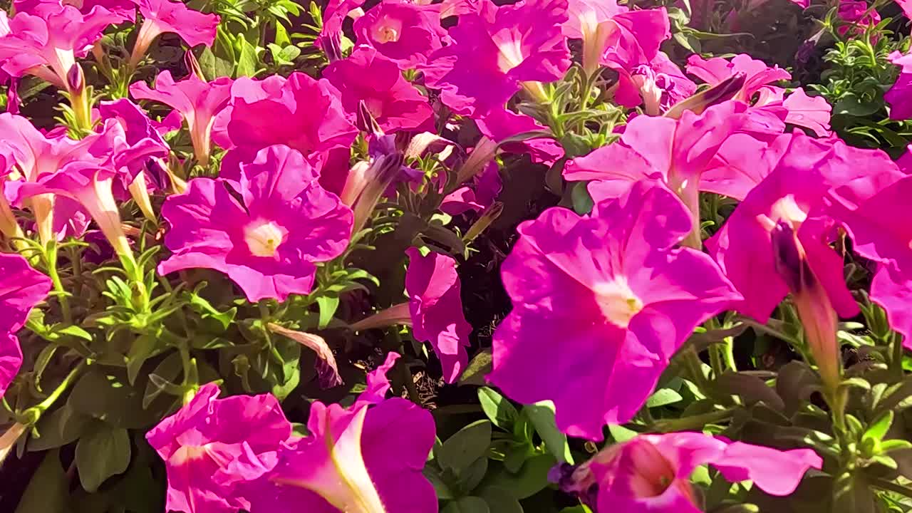 A close-up view of vibrant pink petunias basking in sunlight, surrounded by lush green leaves.