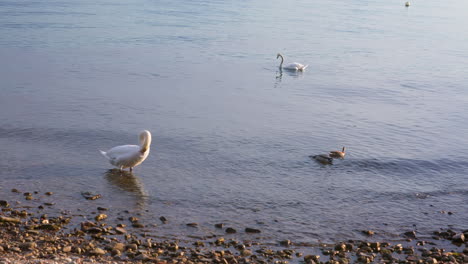 cisnes y patos en el lago cerca de la costa