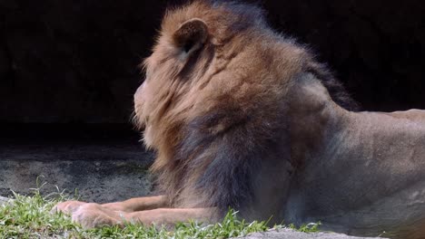 un león después de comer su comida