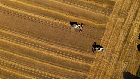 Two-combine-harvester-passing-by-in-the-field-while-mowing-grain,-top-down-aerial-rotate-footage