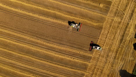 two combine harvester passing by in the field while mowing grain, top down aerial rotate footage