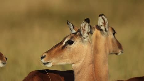 closeup of a female impala antelope's head while chewing and looking to the side. beautiful blurred background, filmed in kruger national park.