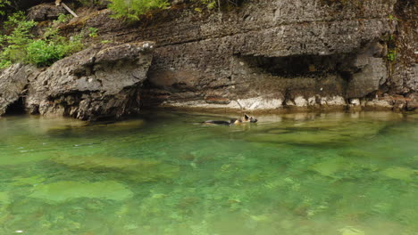 Deutscher-Schäferhund-Schwimmt-Im-Mcdonald-Creek,-Gletscher-nationalpark