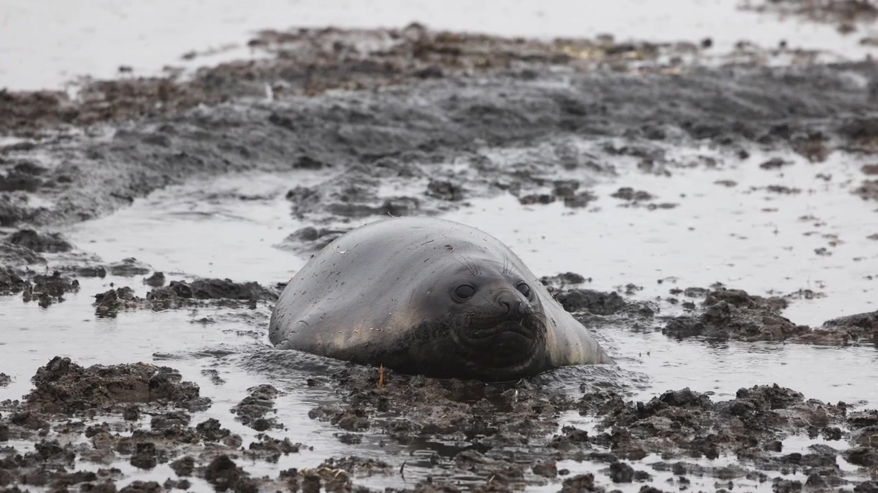 Female southern elephant seal (Mirounga leonina, Phocidae) resting in muddy shoreline wallow in South Georgia, subantarctic islands, calm thermoregulation and energy conservation behavior