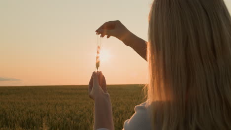 the researcher holds a flask with an ear of wheat in front of the sun