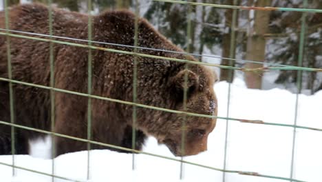 bear in captivity in a zoo behind bars. power and aggression in the cage