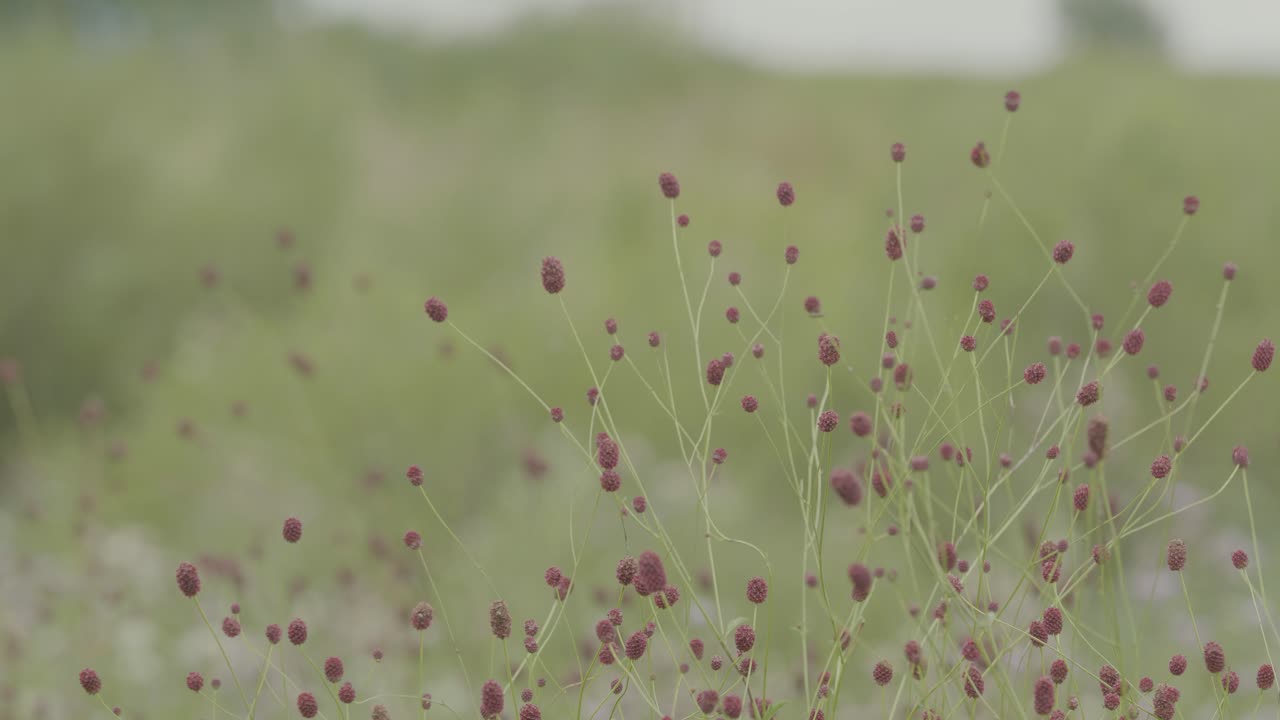 campo de pequeñas flores de color púrpura rojizo
