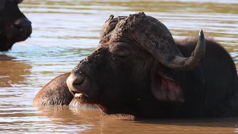 un búfalo del cabo tirado en el agua en el parque nacional kruger