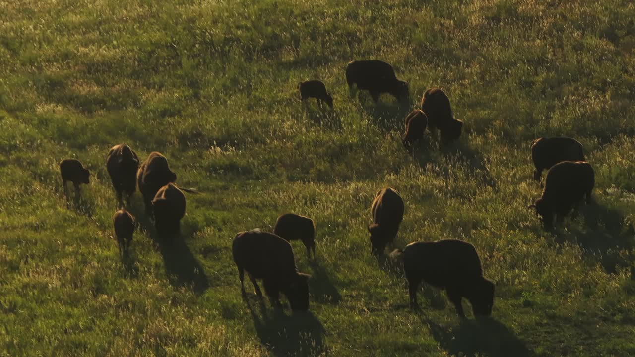 bufalo bisonte rebaño capas de montaña puesta de sol i70 colorado perenne golden genesse park drone aéreo denver parques de montaña tráfico coches autopista interestatal puente cielo azul picos indios zoomado círculo a la izquierda