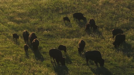 buffalo bison herd mountain layers sunset i70 colorado evergreen golden genesse park aerial drone denver mountain parks traffic cars interstate highway bridge blue sky indian peaks zoomed circle left