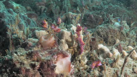 multiple vibrant pink and purple sea creatures called nudibranchs on a coral reef