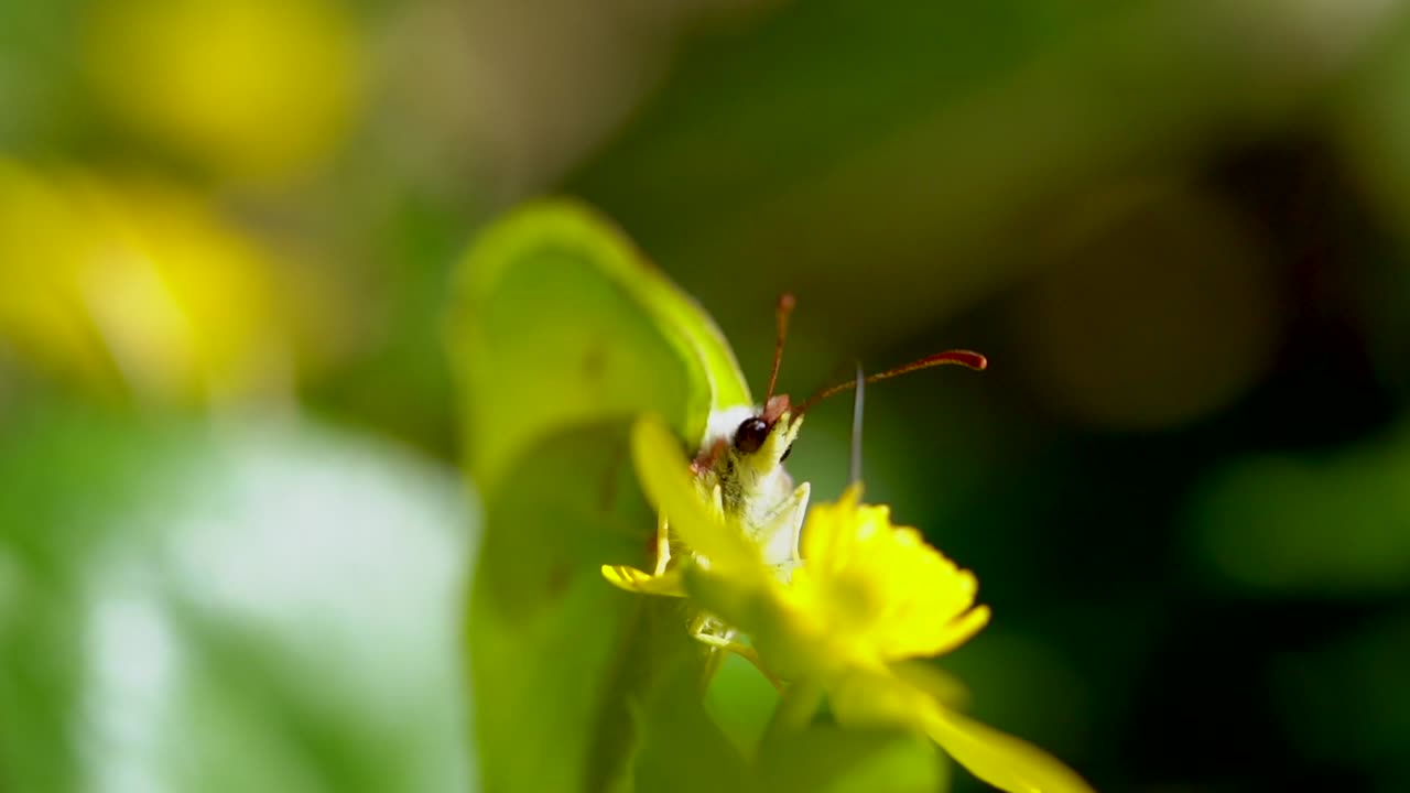 mariposa de color amarillo verde recogiendo polen de flores en la naturaleza durante el día soleado