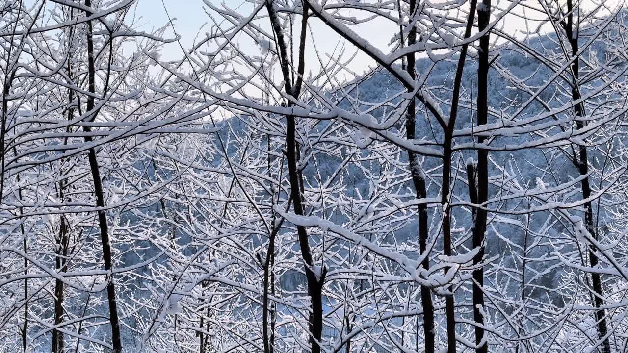 morning winter in snow and tree mountain forest landscape iran hyrcanian landscape sunshine cold sun hills scenic nature natural reserve rural view beautiful frost sunrise snowy outdoor wonderland day