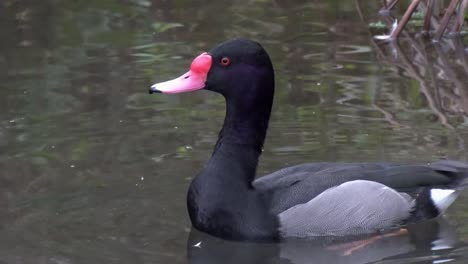 closeup of a male rosybill or rosybill pochard. this is a south american species.