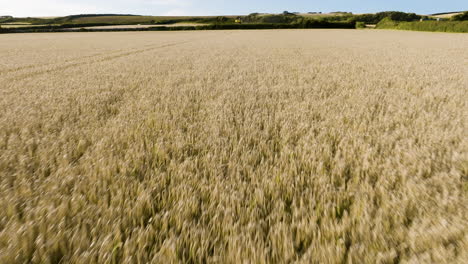 golden wheat field from above