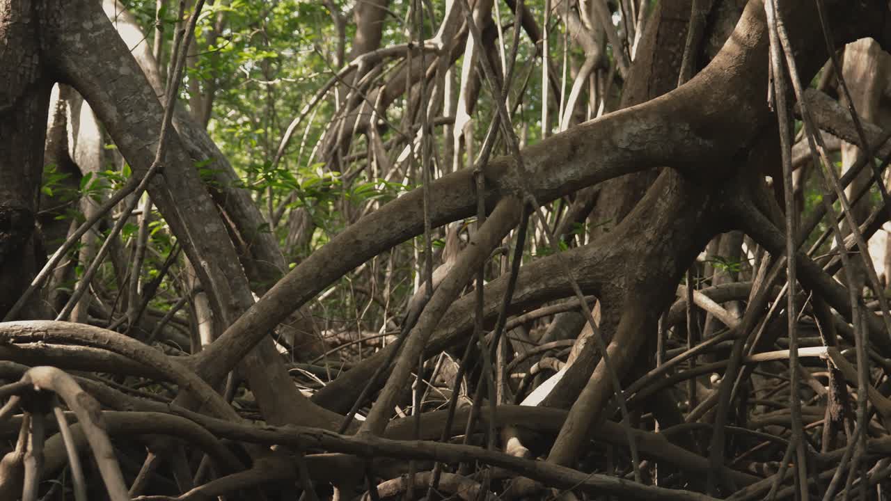 Tigrisoma mexicanum blending into thick mangrove roots, perfectly camouflaged in tropical forest environment