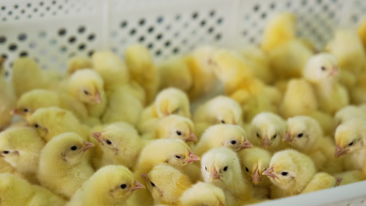 Lovely little yellow chicks bunching in the box. Close up. Cute small birds at poultry factory.