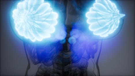 ilustración médicamente precisa de las glándulas mamarias de una mujer obesa