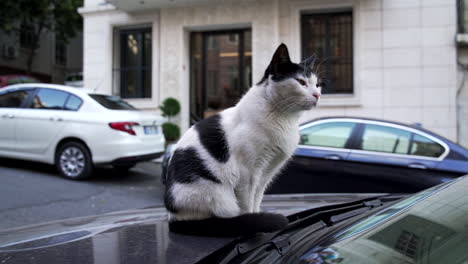 cute black and white cat on a car in istanbul